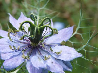 Nigella damascena